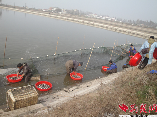 浠水县现代渔业长足进步促进农村经济加速发展