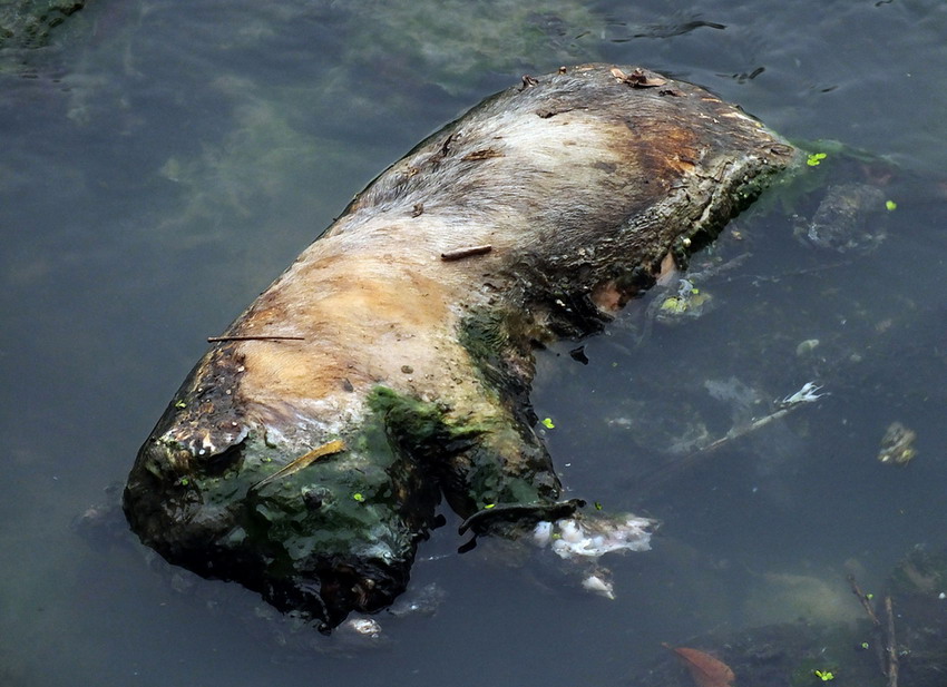 湖北宜昌死猪尸体抛进长江小支流五龙河 恶臭阵阵