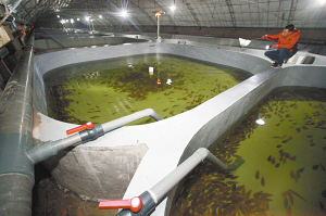 循环水养殖 污染零排放:每天能节水90%(图)