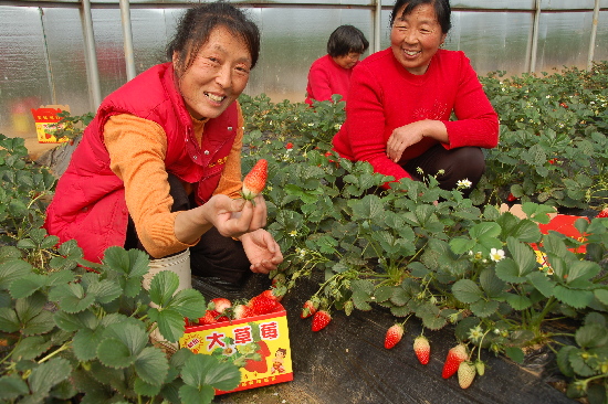 莱西农妇创办家庭农场 年收入逾80万元(图)