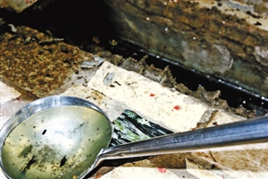 一勺舀出两三百只蚊幼虫