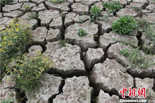 久旱不雨造成田块龟裂 周亚强 摄