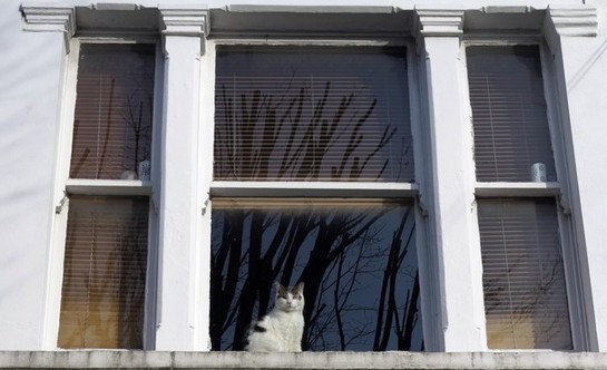 伦敦为全市猫咪制作电子地图 主人可上传详细