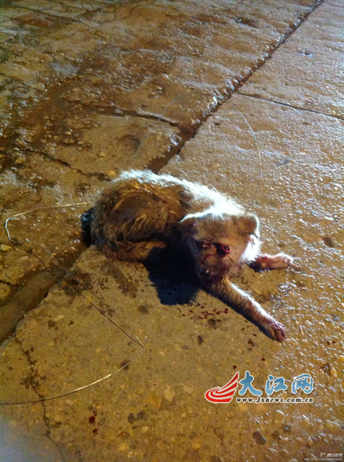 曝抚州有人残虐小狗 本网呼吁知情网民举报(图
