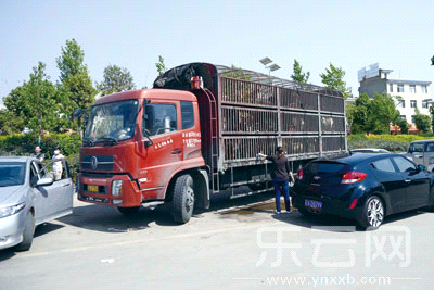 又见拦车救狗 志愿者拒绝谈判