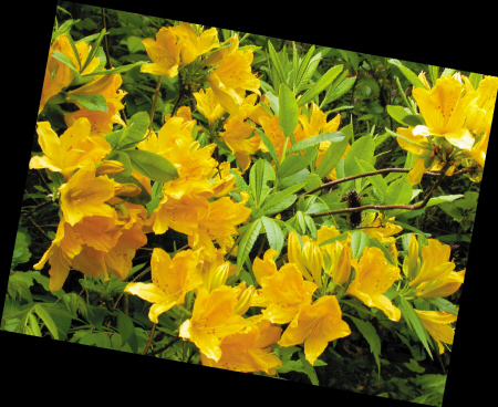 ⑤杜鹃花科羊踯躅---闹羊花