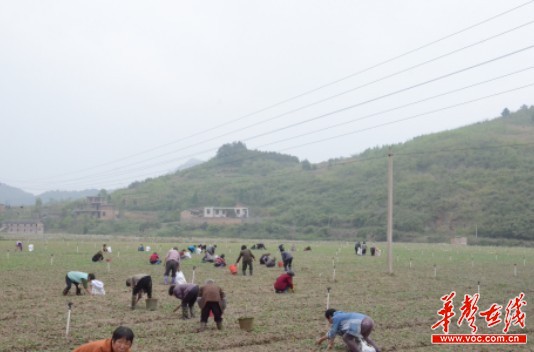 新田县gdp_湖南新田县一中校花(3)
