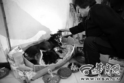 流浪狗长居物业<em>保安</em>室3年 多数业主<em>回家</em>会去看