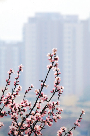 蓟县桃花朵朵开 进入春季观花的最佳时节(图)