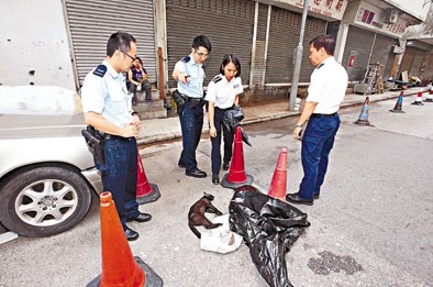 两猫疑遭虐杀 吐血断脚倒毙香港街头(图)