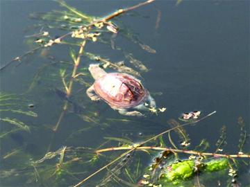 青岛一公园乌龟成批死亡 尸体被水泡胀(图)