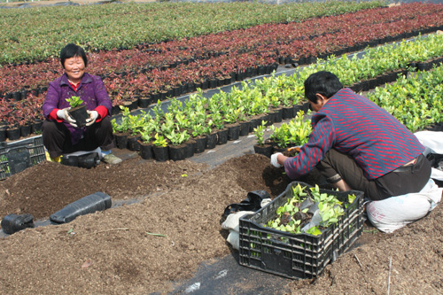 灌南:富民合作社带领农民抱团闯市场