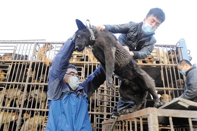 京哈高速截车救狗追踪:获救小狗治疗费引发官