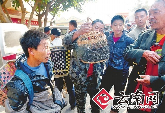蒙自赶集当街卖斑鸠 野生鸟类成为特产