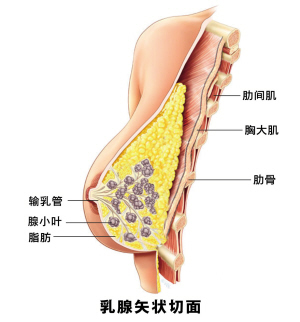 发现自己带有乳腺癌易感<em>基因</em>好莱坞影星安吉丽