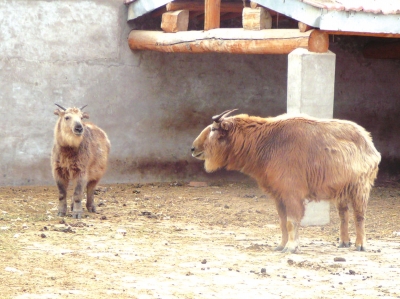 甘肃濒危动物保护中心赛加羚羊家族越来越庞