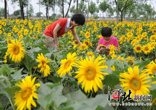 端午小宿舍邢台隆尧油葵盛开吸引长假(图)高中部第四海口市游客中学图片