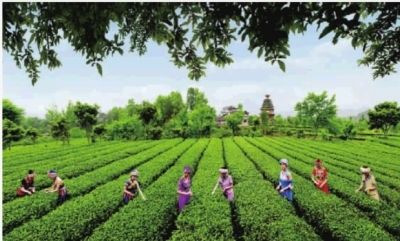 这两个月,很多茶叶品牌长沙开店