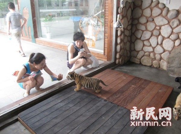 上海野生动物园喜“添丁” 半月迎15只虎宝宝_资讯频道_凤凰网