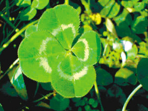 重庆奶牛将吃上幸运草 市民也将喝上幸运奶