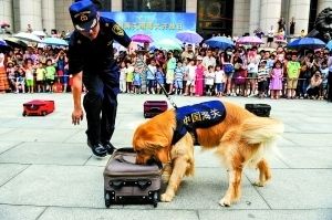 海关明星缉毒犬大秀绝技 行李箱搜毒20秒搞掂