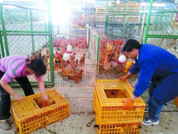 600羽上海本地鸡进入上农批市场 部分小菜场明