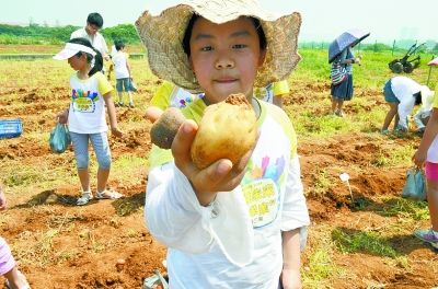 未来科学家高温下插秧 挖马铃薯