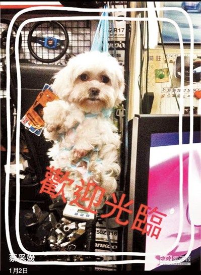 台湾女网友虐狗引批评:塞网袋吊挂空中、勒腿