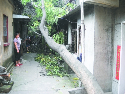 风推树倒砸民房该谁买单
