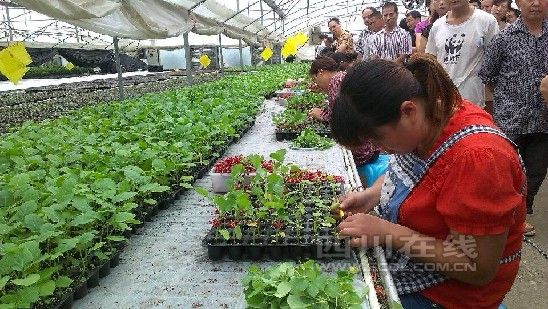 强降水过后 嫁接秋茄子防治病虫害
