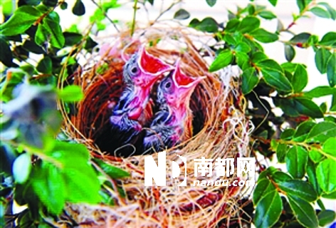 阳台种下紫檀树 白头翁筑巢产仔