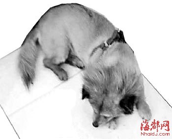 广州女子称自家母狗被强奸 向<em>公狗</em>主人索赔10