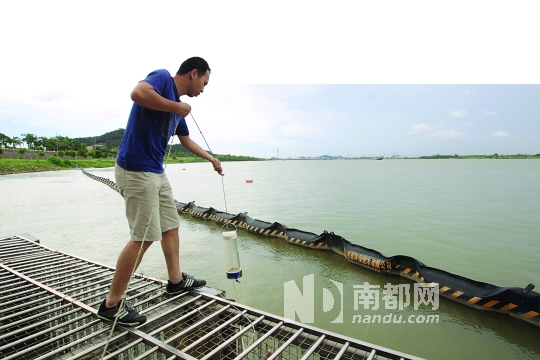昨日下午,滨江大道篁边水厂。工作人员使用量杯在采水点采集约2000m l的水体样本。 南都讯 针对广西贺江铊镉污染可能对西江产生影响,前日江门市启动预警工作,对西江采水点加大监测密度,江门市供水公司每一小时、市环保局每四小时进行一次抽样检测,截至目前未现异常,供水采水正常。据了解,鹤山市区、蓬江区、江海区和新会区供水主要依赖西江,日均总采水量约67万立方米。 江门市融浩供水公司表示,较轻污染经过多项过滤、沉淀措施,可保证自来水品质;而若水源污染严重,则启用备用水源那咀水库。但根据公开资料,2011年时那
