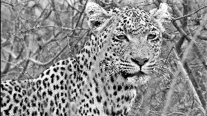 大猫传奇谁是主角?