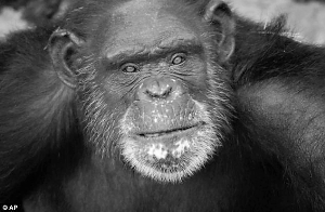 这幅水彩画是黑猩猩画的