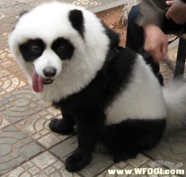 藏獒能咬死狮子吗图片 动物世界藏獒咬死狮子,藏獒 ...