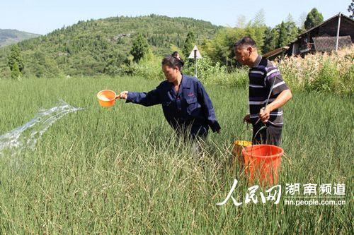 湖南新化县旱情严重 多个乡镇饮水告急