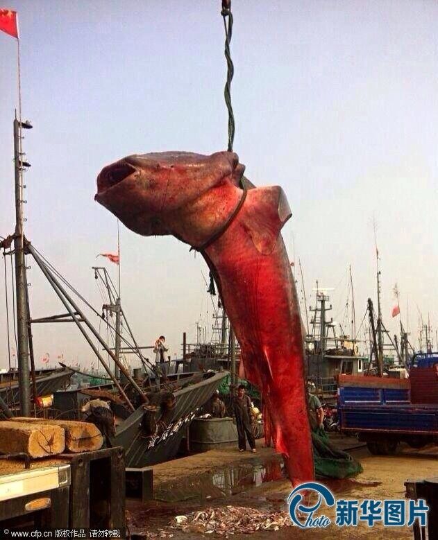 山东日照再次打捞起两条鲨鱼 其中一条已被肢