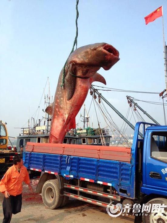 日照渔民凌晨出海意外捕到两条鲨鱼 重达3吨