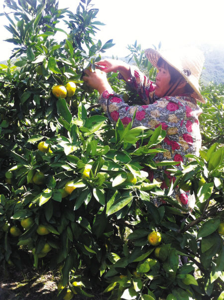 宁波地产特早熟柑橘陆续上市 今年产量增加一