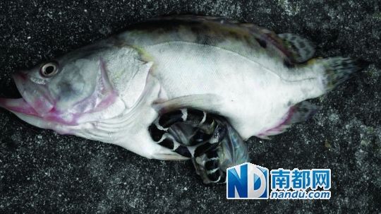 桂花鱼吞了剧毒银环蛇_资讯频道_凤凰网