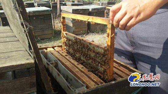 《南京手机报》带读者走近养蜂人 体验采集蜂