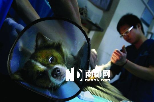 狗狗交配受伤子孙根被切除_资讯频道_凤凰网