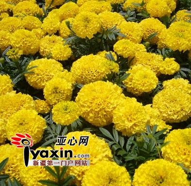 万寿菊手绘