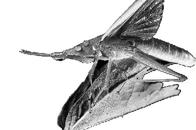 瓢虫、草蛉、螽斯不见踪影 秋虫唧唧 就此远离