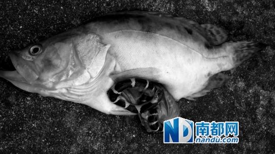 鹤山桂花鱼吞食毒蛇_资讯频道_凤凰网