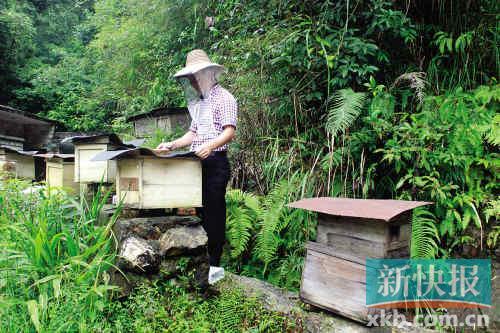 养蜂人口_那拉提的养蜂女图片(2)