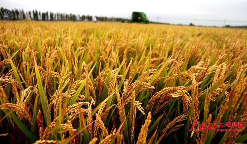光明米业集团12万亩水稻开镰收割