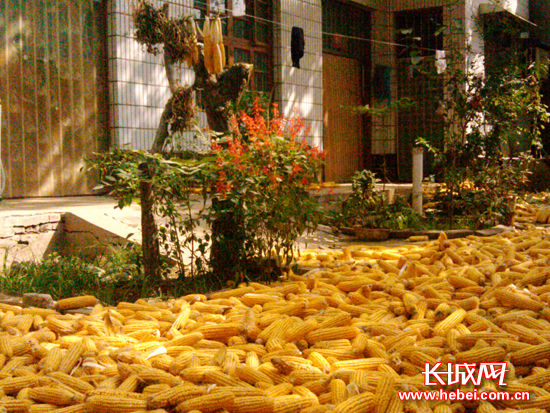 王运林:满院金黄的玉米棒子就是我的“国庆节”_资讯频道_凤凰网