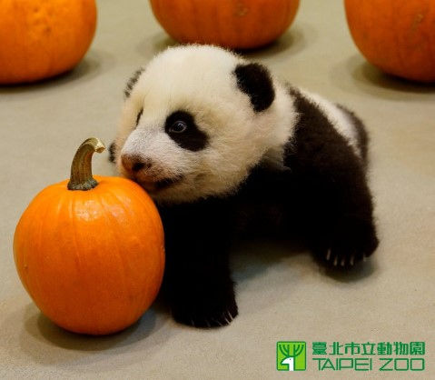 赠台大熊猫幼崽体重下降 一脸萌样推南瓜(图)